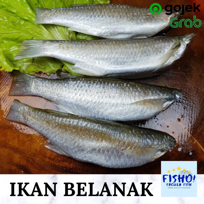 

Ikan Belanak Blanak (Telur) Sudah Buang Kepala - BARU
