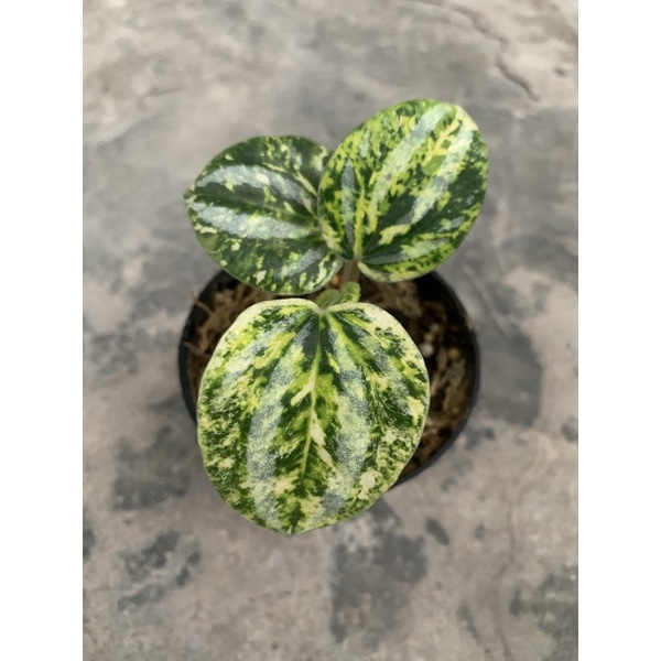 Tanaman hias peperomia belimbing variegata