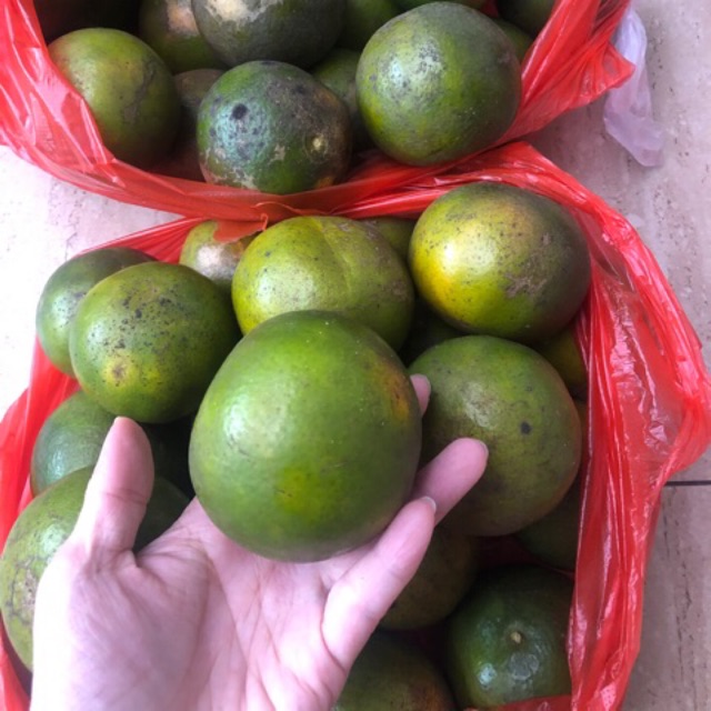 

Jeruk Peras Kalimantan Pontianak 1 kg Fresh Kulit Tipis