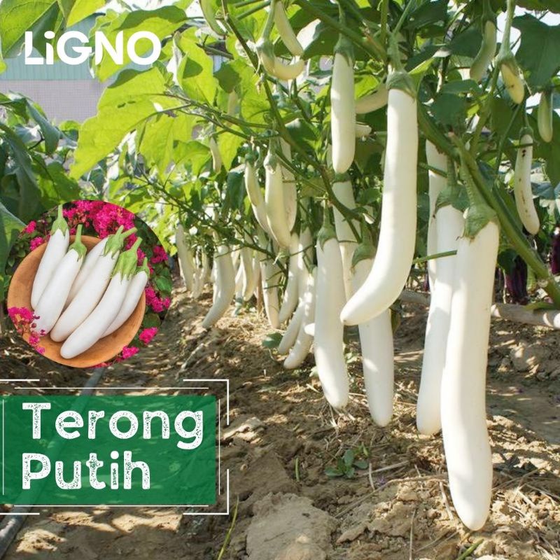 Benih TERONG PUTIH (isi-15) - Kania F1 - Biji Bibit Sayur