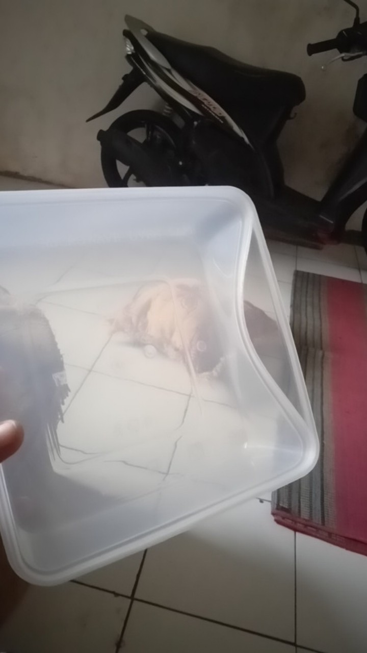 Thinwall 2000ml Sq Food Container Makanan / Kotak Makan