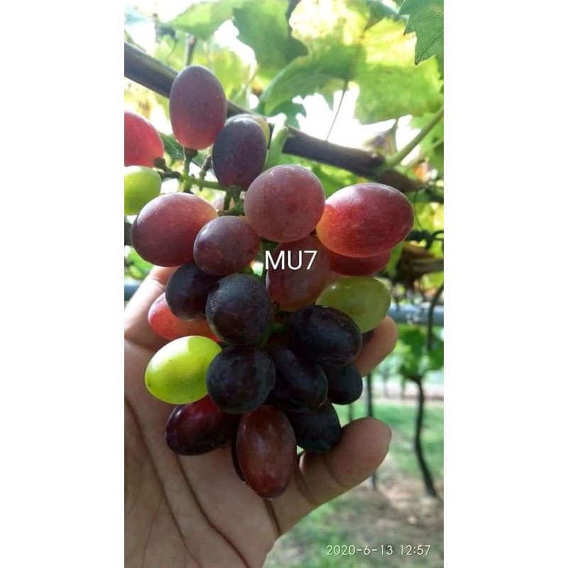 Bibit Anggur Ownroot MU7