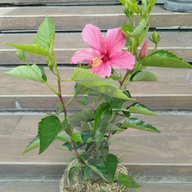 {BISA COD} tanaman bunga sepatu pink tanaman kembang sepatu bunga pink pohon meribang bunga pink