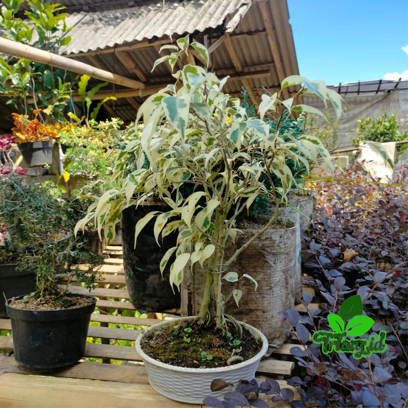 bonsai beringin putih