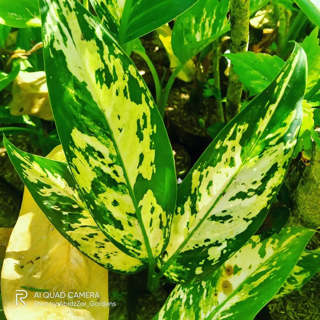 Tanaman Hias Sri Rejeki Army Aurora-Difenbachia Aurora