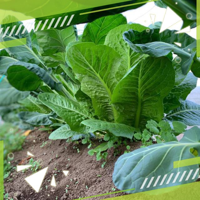 Gudange Benih Selada Romaine Hijau Organik GREEN ROMAINE tekstur renyah agak manis