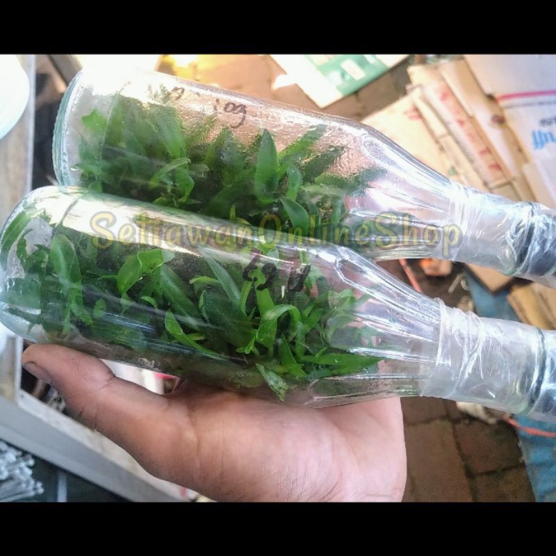 bibit botol anggrek dendrobium melintir/keriting siap tanam