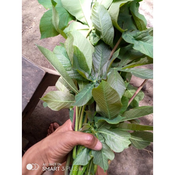 

daun singkong karet muda siap sayur