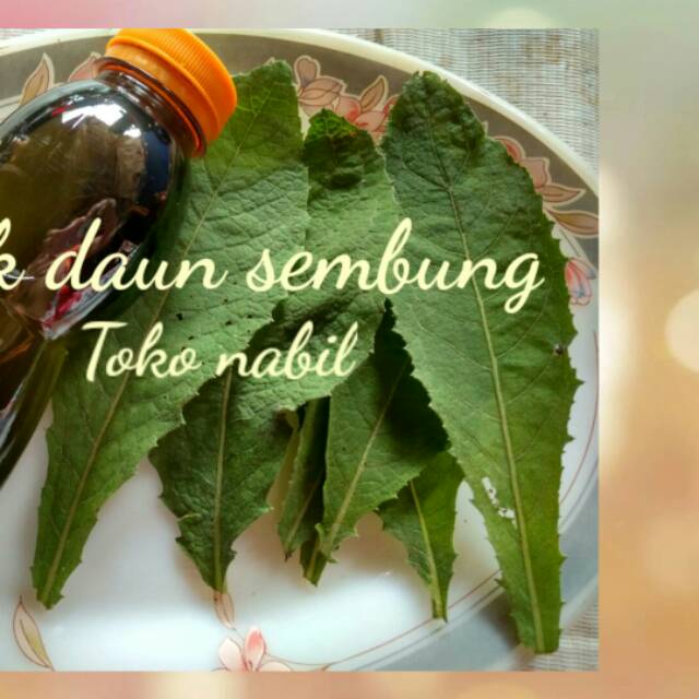 

Daun sembung 500gr