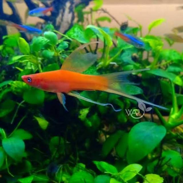 Platy Simson lyretail