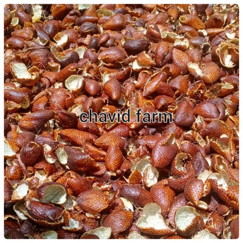 

Kulit buah salak pondoh obat manfaat bagi kesehatan