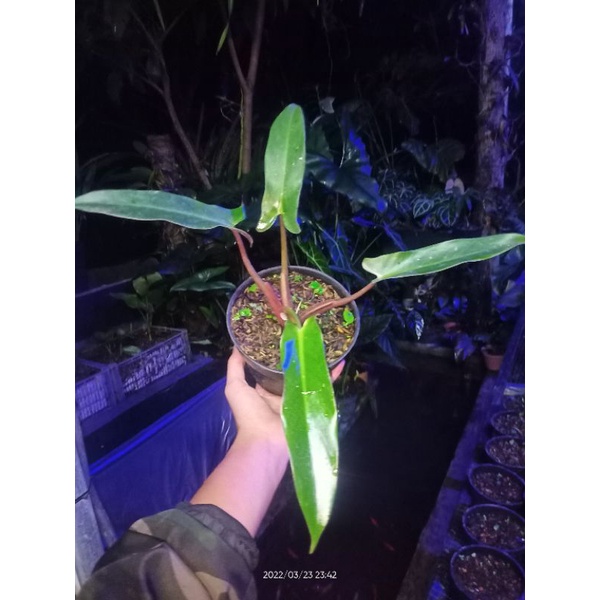 Philodendron Mexicanum