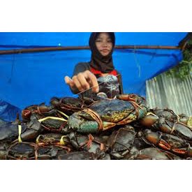 Kepiting Hidup Air Laut / Darat Fresh Segar Kiloan