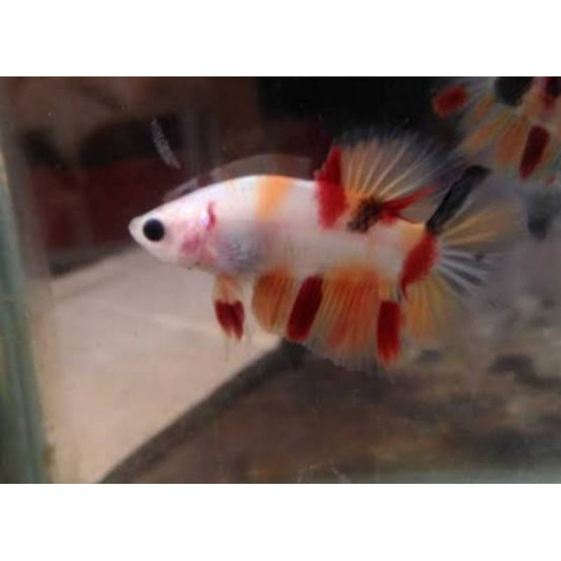 Ikan Cupang Nemo Classic Jantan