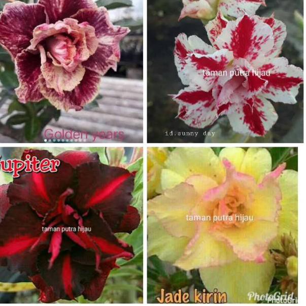 Kode 089 Paket 4 Jenis Tanaman Hias Kamboja Japanese Adenium Bunga Tumpuk Bibit Bunga Tumpuk Kamboj Shopee Indonesia