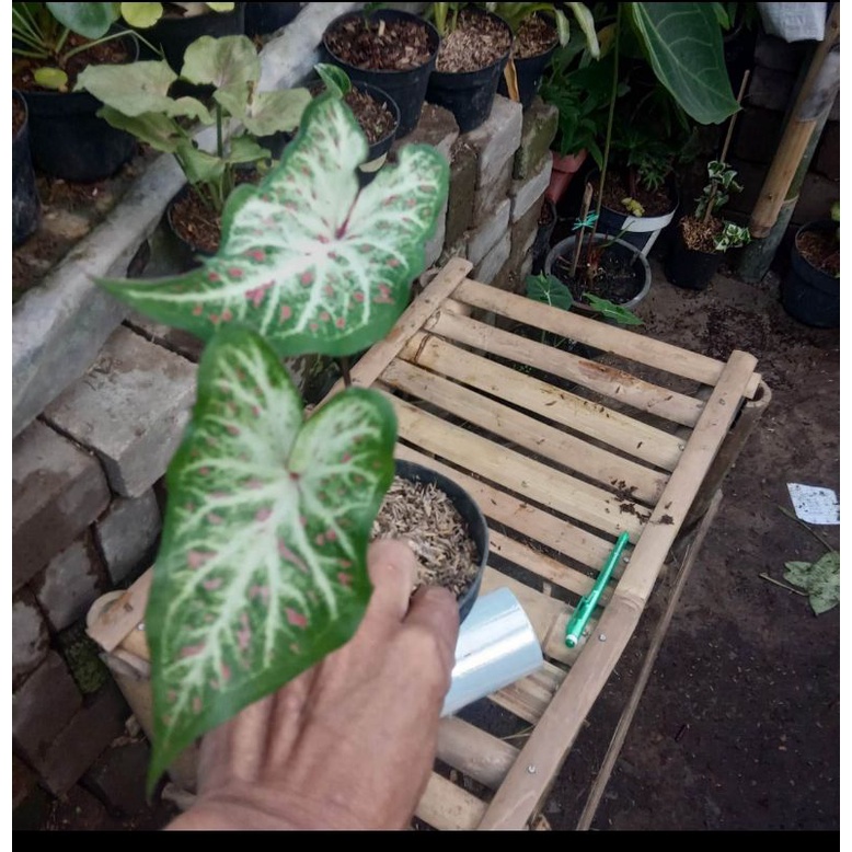 tanaman hias keladi gingerland