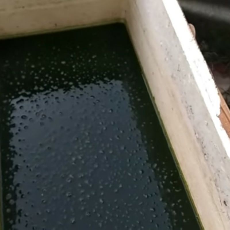 Chlorella Green Water air hijau asli 100%