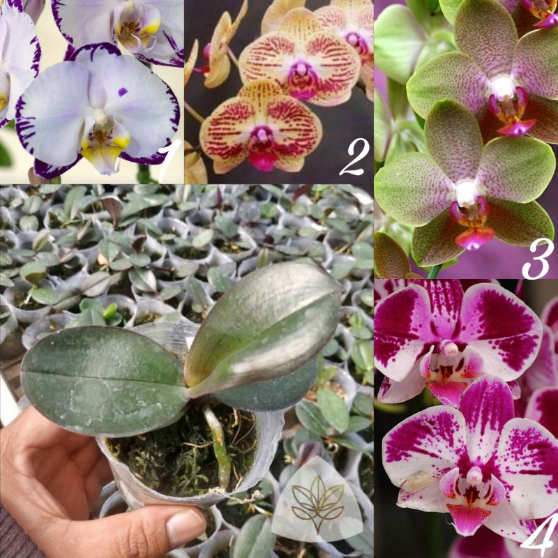 Anggrek Bulan Remaja Hybrid Premium Taiwan Murah (bebas pilih id/warna)