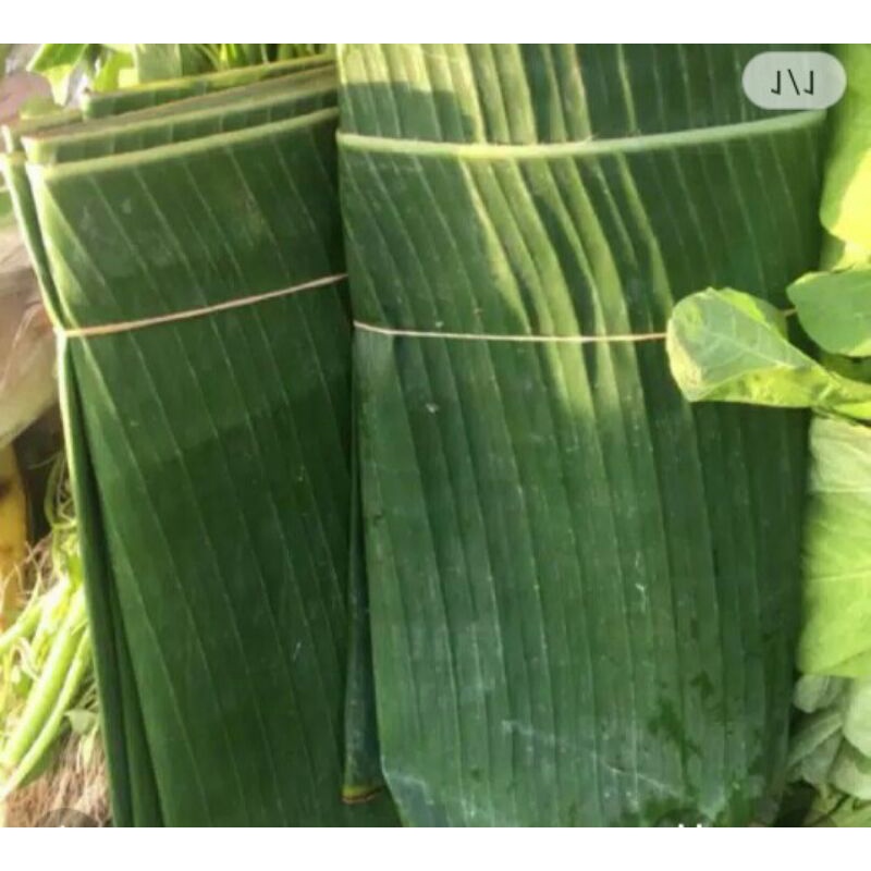 DAUN PISANG#daun pisang#