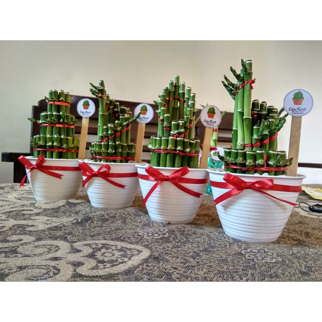 bambu hoki / lucky bamboo tanaman hias paket plus pot