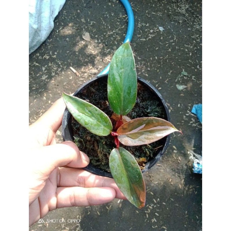 Philo Pink Princess ekonomis kode Waroeng B