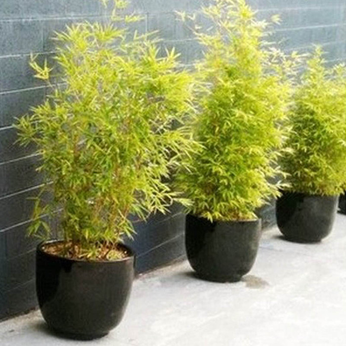 Tanaman Bambu Kuning Mini