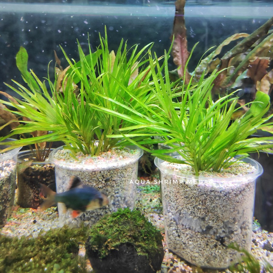 Blyxa japonica tanaman aquascape