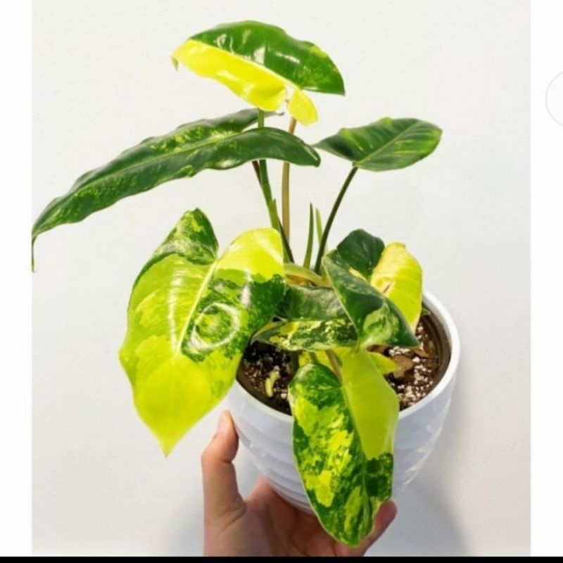 Tanaman Hias Burlemarx Varigata - Brekele Varigata