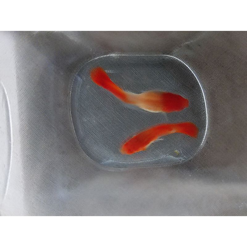 ALBINO KOI GEN KING RED EAR