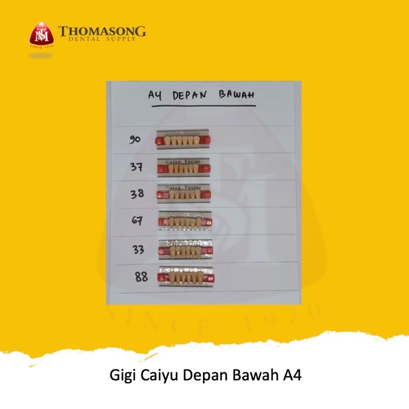 Gigi Palsu Caiyu Depan Bawah A4