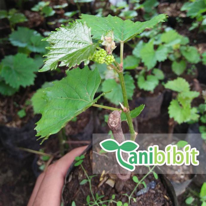 Bibit Pohon Buah Mulberry - Murbey - Buah Mulberry