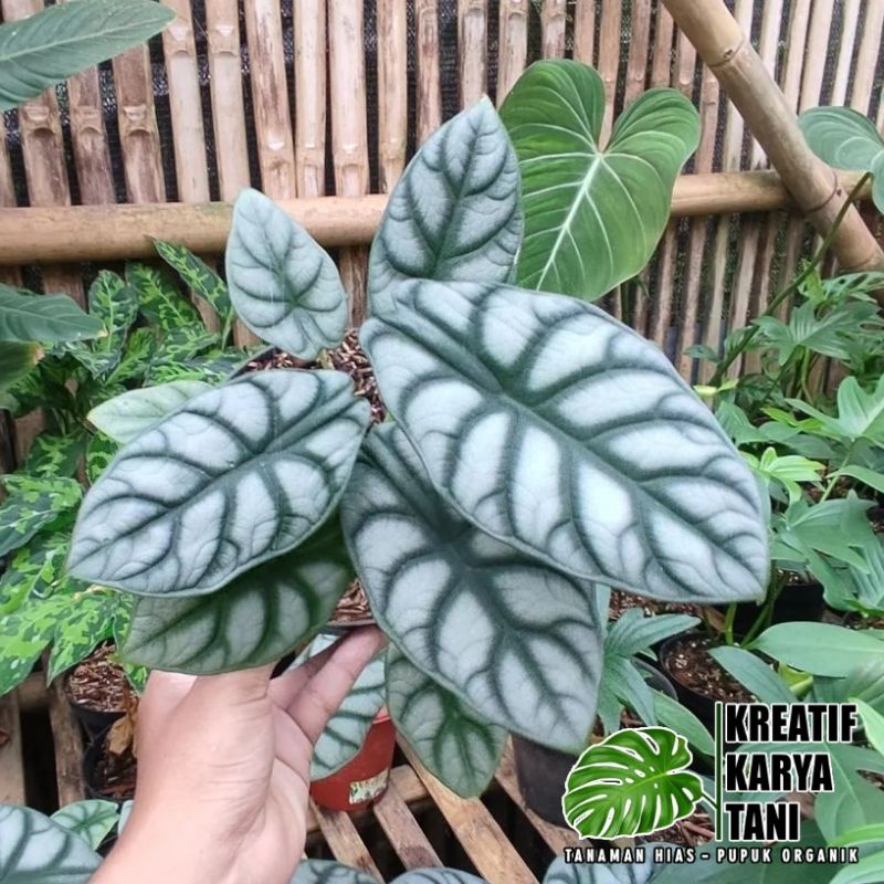 Tanaman Hias Alocasia - Alocasia Silver Dragon - Alocasia Silver