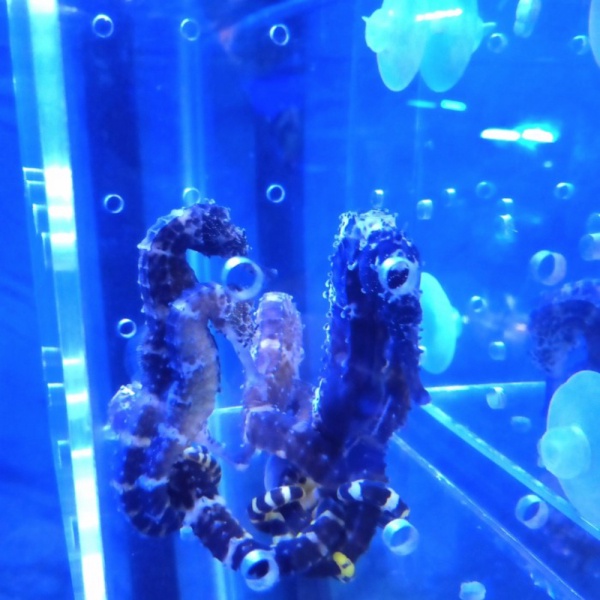 kuda laut hidup Murah