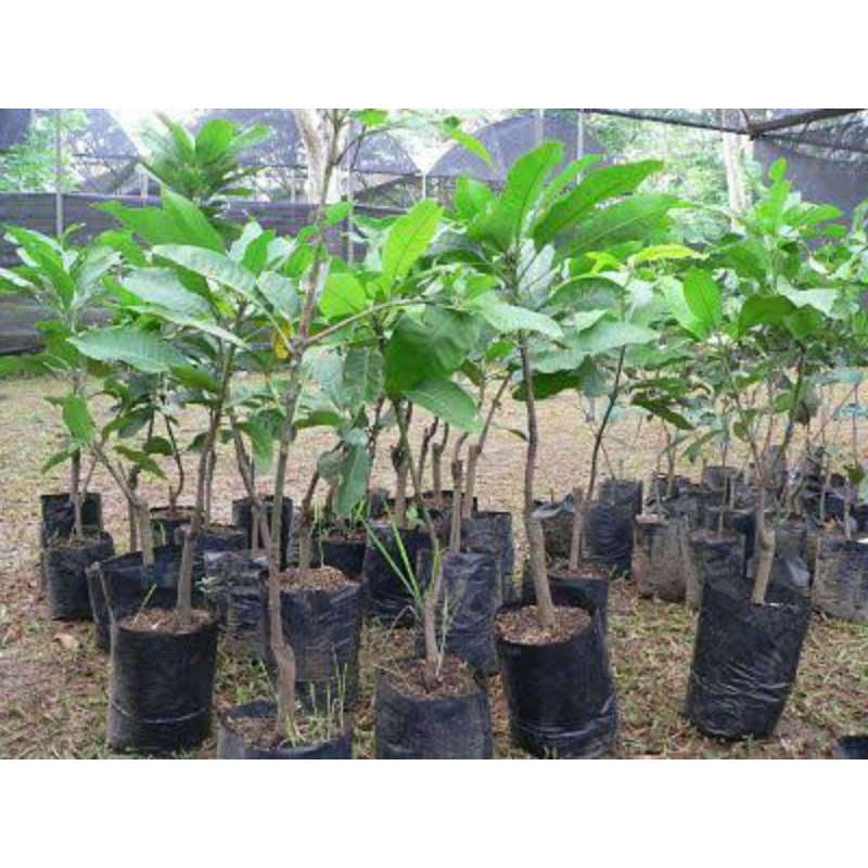 bibit mangga madu manalagi