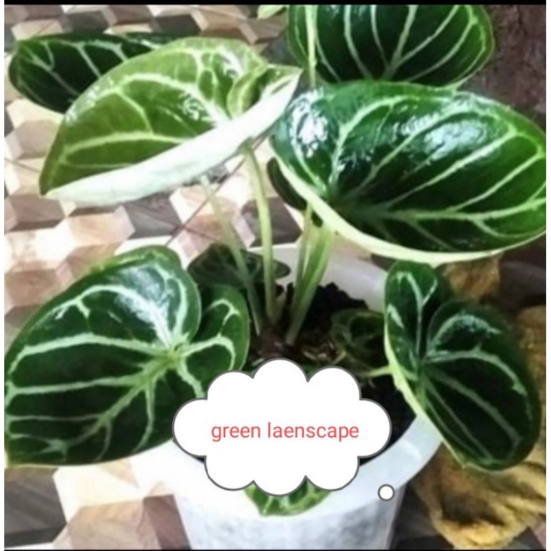 tanaman hias indukan anturium kuping gajah dorayaki