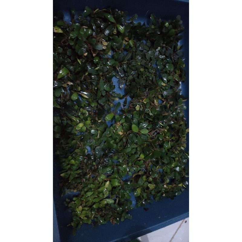 Buce phalandra sp mini dan moss