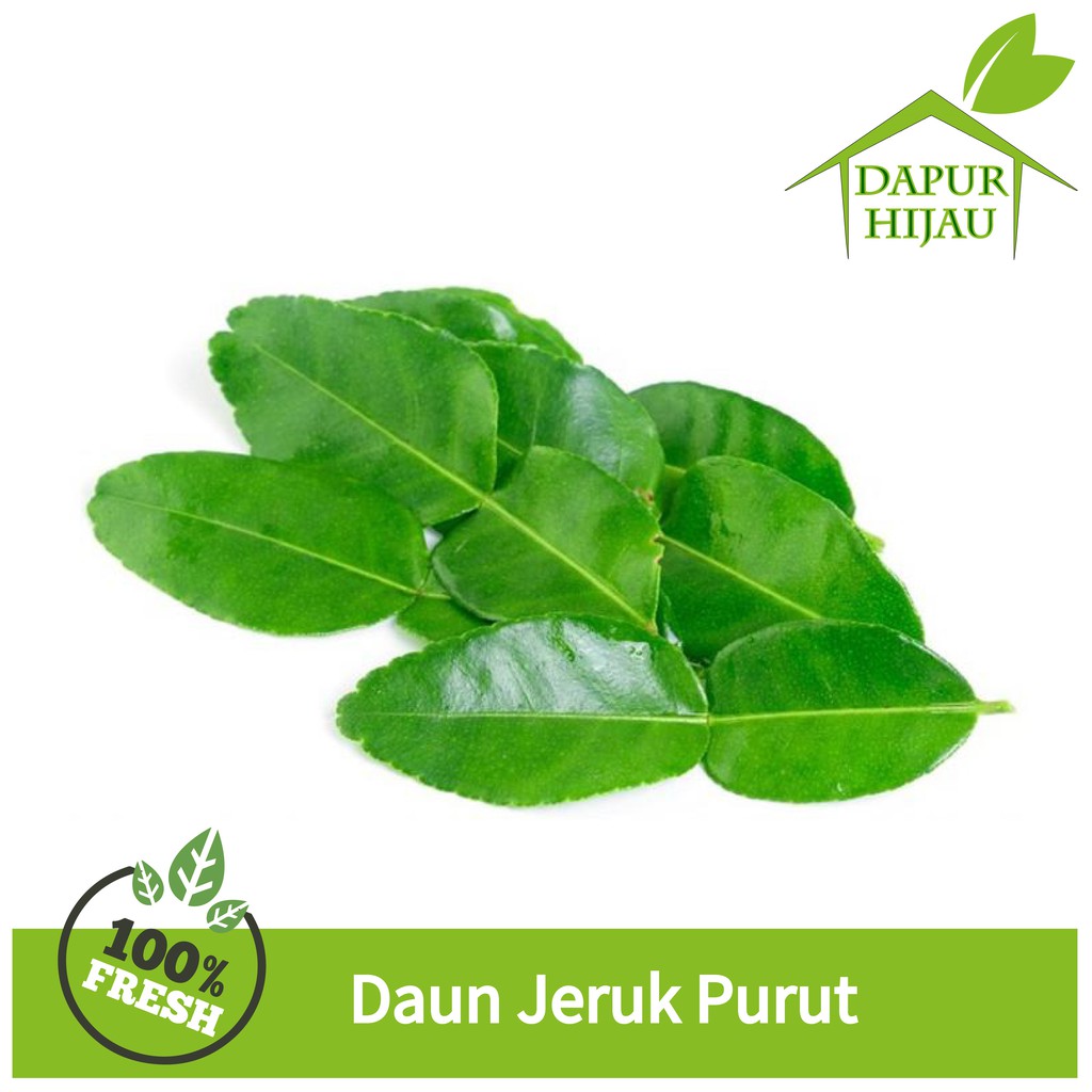 

Jeruk Purut - Daun Jeruk Purut Segar - Jeruk Purut Organik