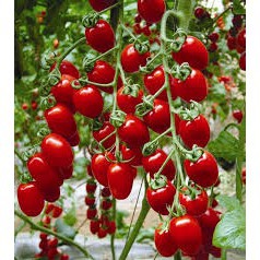 5 Benih Tomat Cherry Merah Lonjong Benih Biji Bibit Tomat Ceri Tanaman Hias Sayur Sayuran