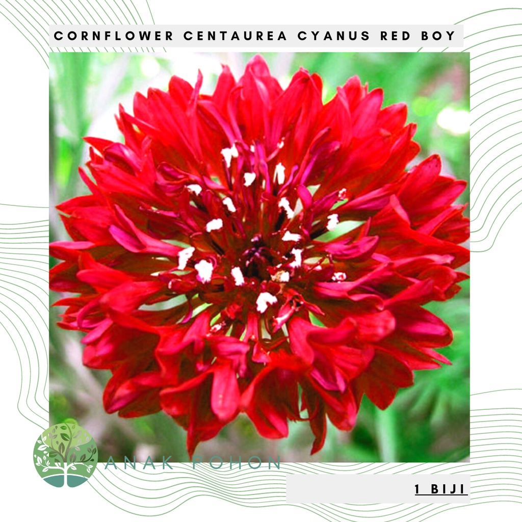 Benih Bibit Biji - Bunga Cornflower Centaurea Cyanus Red Boy Flower Seeds - IMPORT