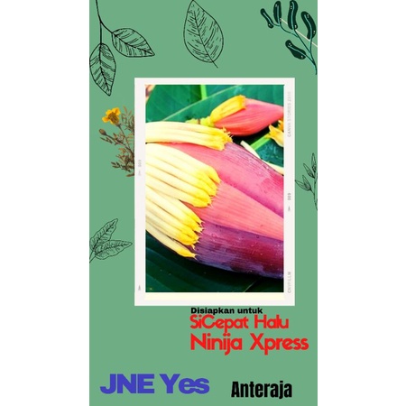 

SAYUR JANTUNG PISANG SEGAR FRESH BERAT 300-800 GRAM / 1 BIJINYA