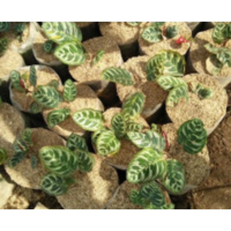 tanaman hias catalea macan