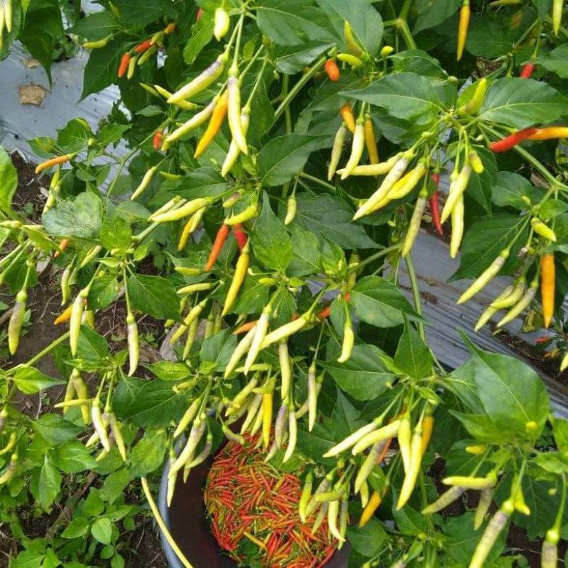 15 Biji - Benih Cabe rawit LOKAL MINAHASA, rica lokal minahasa -RSB1990