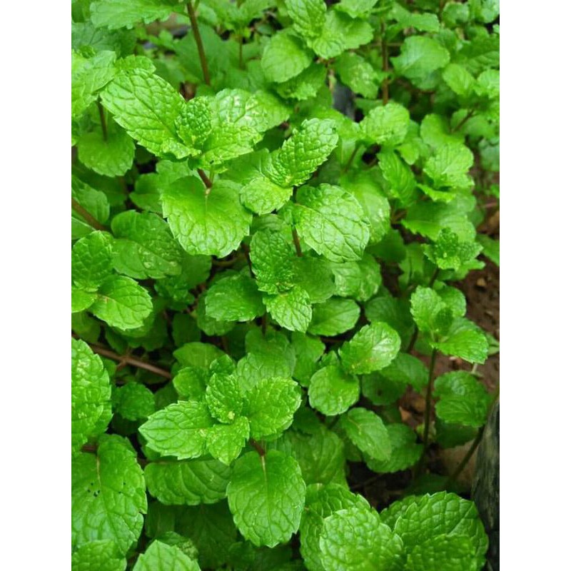 TANAMAN DAUN MINT / Daun Mint