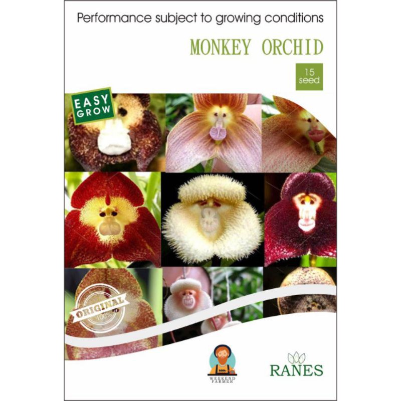 benih anggrek monyet