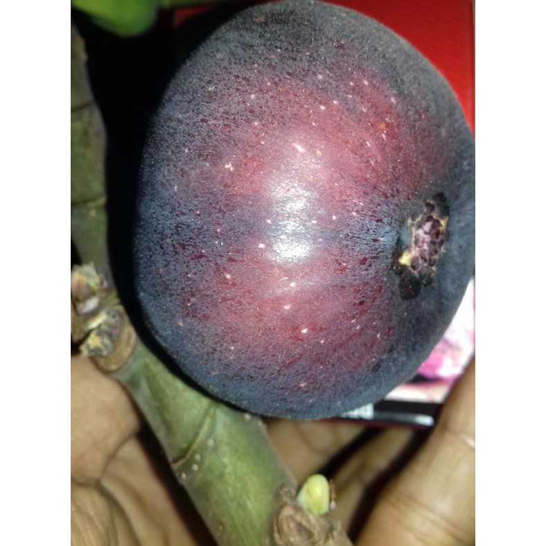 Premium Bibit Pohon Tin/Ara Jenis Black Genoa Stok Ready