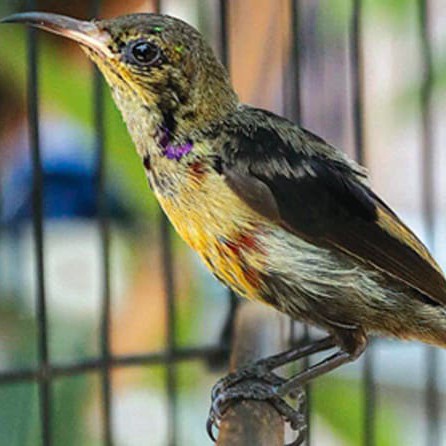 TERLARIS Burung konin trotol gacoran pilihan HG0744