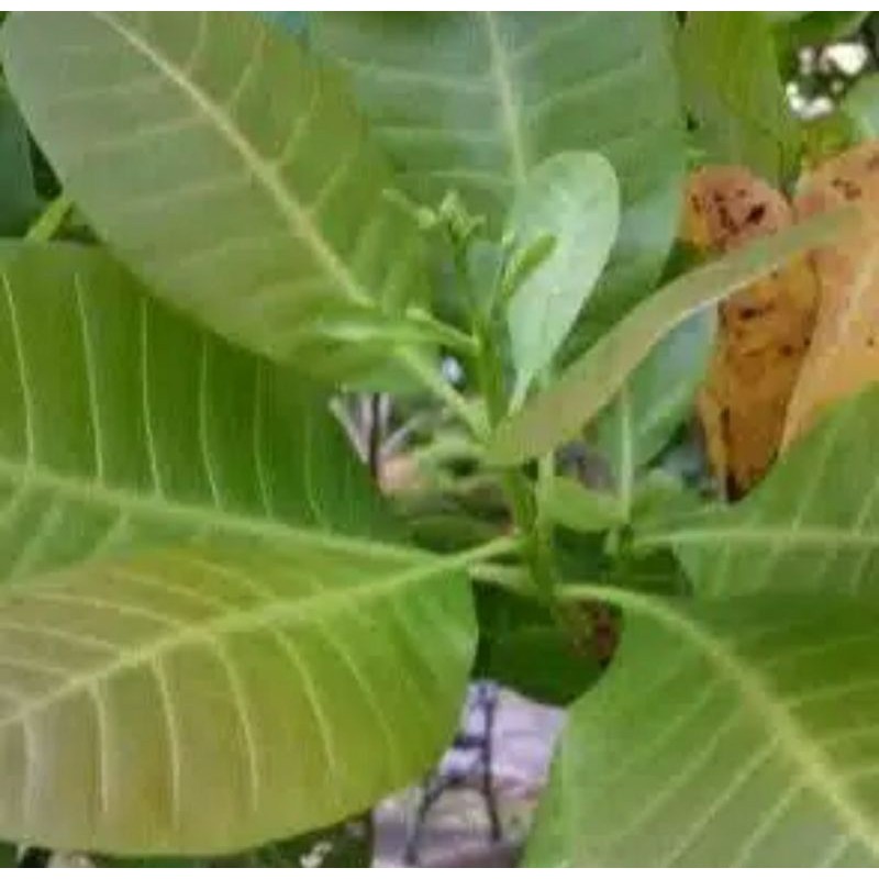 DAUN JAMBU METE SEGAR DAUN JAMBU MONYET LANGSUNG PETIK