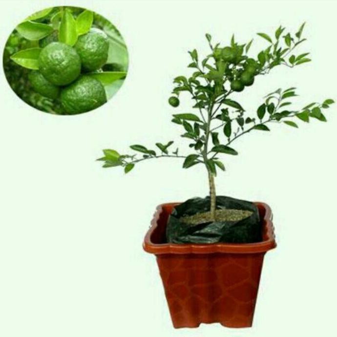 Bibit Jeruk Limau Kasturi Berbuah $_$