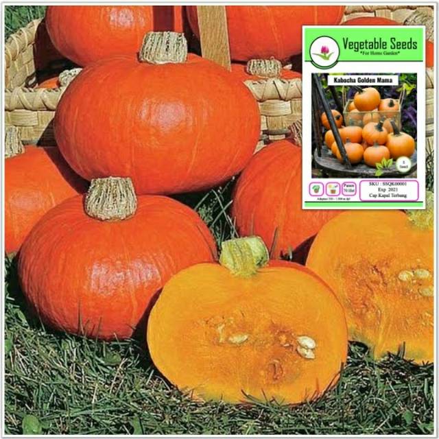 Benih biji labu kabocha