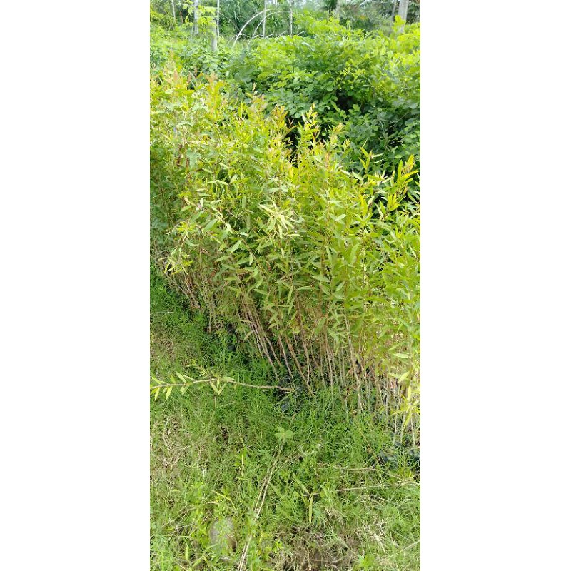 Jual kayu putih | Shopee Indonesia